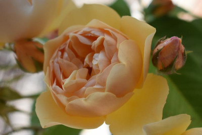 DSC_0326.JPG