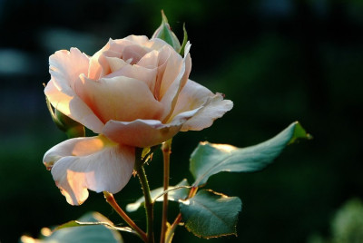 Rosa_Cafe_2_09-06-2008.jpg
