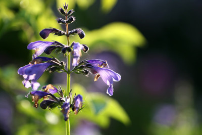 Nepeta-sibirica-1.jpg