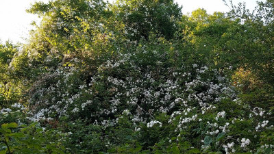 20230613_205130 Pauls Himalayan Musk.jpg