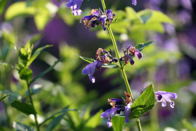 Nepeta-sibirica-2.jpg