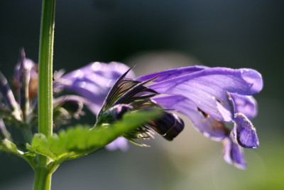 Nepeta-sibirca-3.jpg