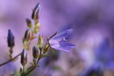 Campanula-porschaskyana-1.jpg