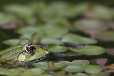 ich-schau-dir-in-die-Augen-Kleines-1.jpg
