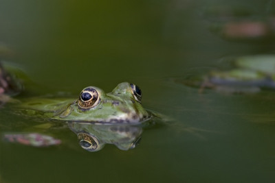ich-schau-dir-in-die-Augen-Kleines-2.jpg