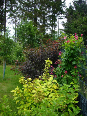 Clematis Princess Diana 3 1.JPG