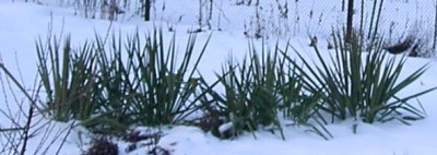 yucca_filamentosa_im_schnee.jpg