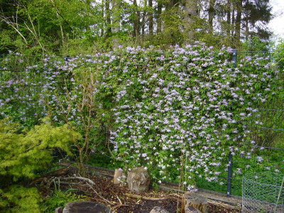 Clematis Cinderella 2.JPG
