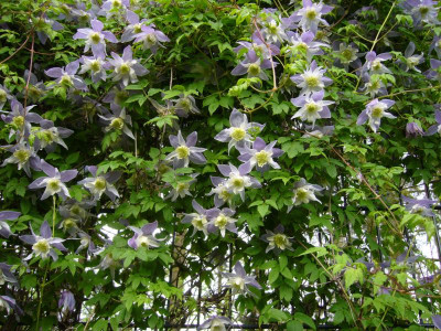 Clematis Blue Princess 1Blue .JPG