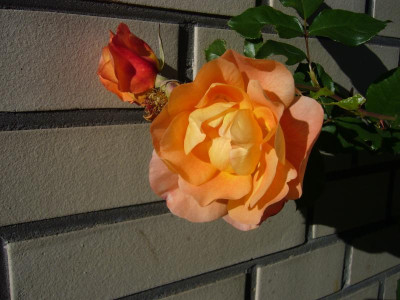 Rose Sutters Gold 1.JPG