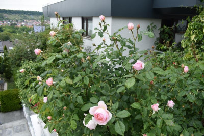 rosenblüte 20 010.JPG