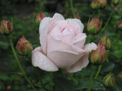 Cymbeline_Tropfen_Juni_08.jpg