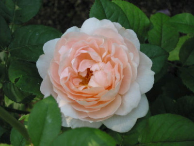 Ambridge_Rose_Juni_08.jpg