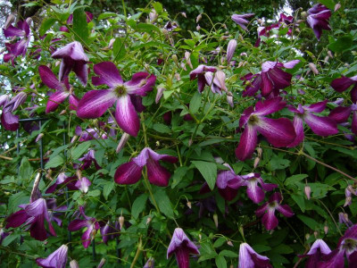 Clematis Walenburg 2.JPG