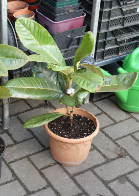 2023-04-13 Rhododendron sinogrande.jpg