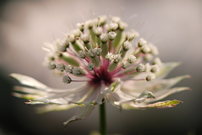 Astrantia-1-Jun1108.jpg