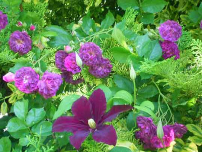 BleuMagentaMitClematis.jpg