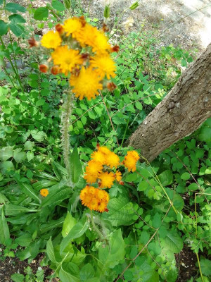 Hieracium.jpg