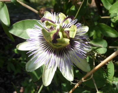 passiflora caerulea.jpg