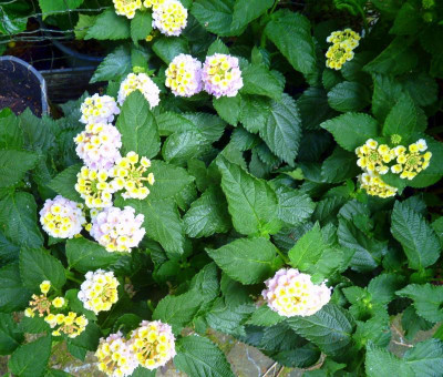 Lantana.JPG