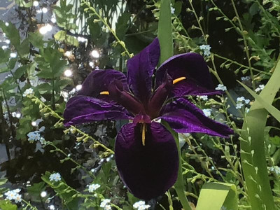 IMG_1472.jpeg