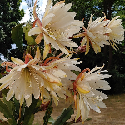 Epiphyllum20230615_115114.jpg