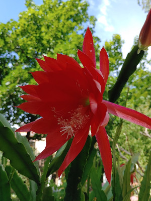 Epiphyllum20230615_113224.jpg