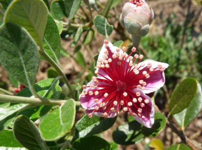 Feijoa-Nikita.jpg