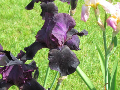 La Negra Flor.JPG