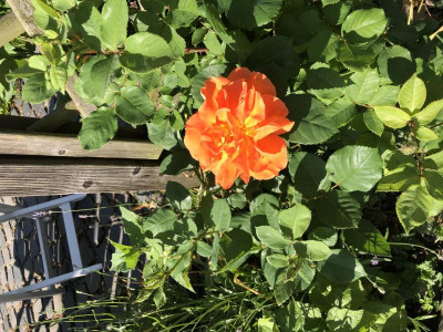 IMG_5955.jpeg