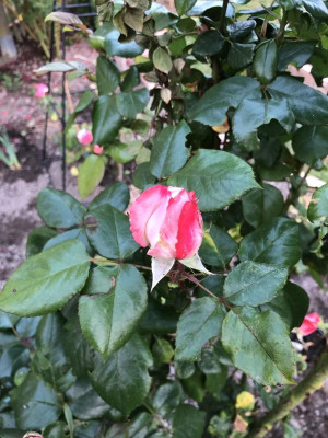 IMG_5931.jpeg