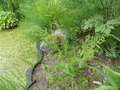 2023-06-15 Farne Athyrium filix-femina 'Clarissima Jones' 1.jpg