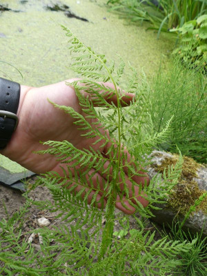 2023-06-15 Farne Athyrium filix-femina 'Clarissima Jones' 2.jpg