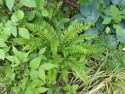 2023-06-15 Polystichum aculeatum 'Cristatum Jessen' 1.jpg