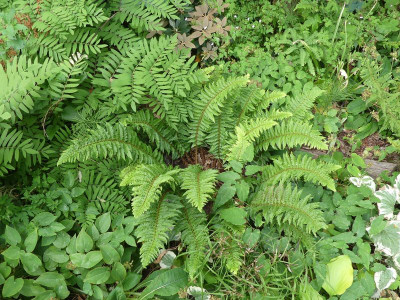 2023-06-15 Polystichum aculeatum 'Zillertal' 1.jpg