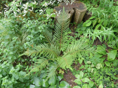 2023-06-15 Farne Polystichum setiferum 'Druery'.jpg