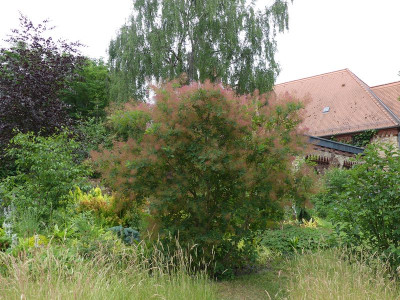 2023-06-15 Cotinus obovatus.jpg