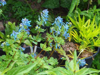 Corydalis elata ’Blue Summit’ P6150010.JPG
