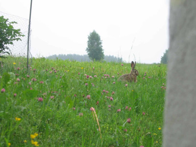 hasi2.jpg
