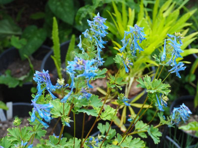 Corydalis elata ’Blue Summit’ P6150013.JPG