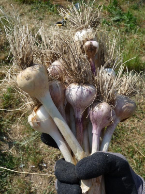Knoblauch.jpg