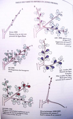 Baud-Bifere.jpg