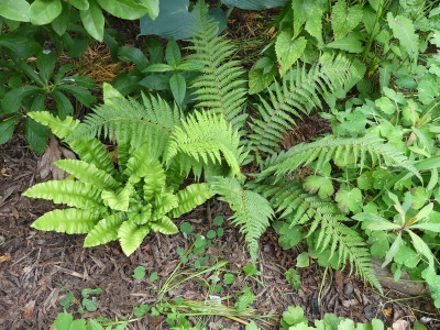 2023-06-15 Polystichum granii.jpg