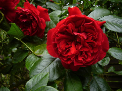 Rose Florentina Blüte.JPG