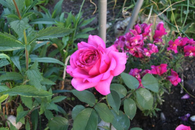 Rose Wise Portia0121.JPG