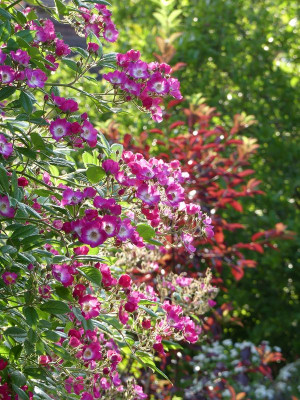 2023-06-16 Gartenimpressionen 2.jpg