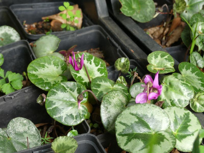 2023-06-16 Cyclamen purpurascens 1.jpg