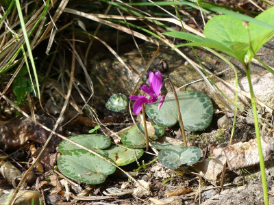 2023-06-16 Cyclamen purpurascens 2.jpg