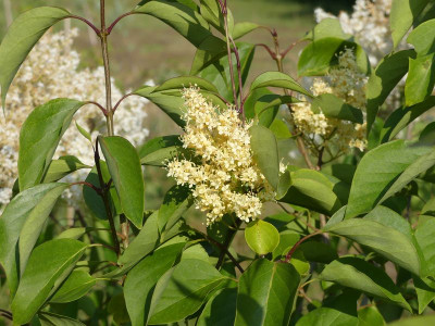 2023-06-16 Syringa pekinensis 'Beijing Gold'.jpg