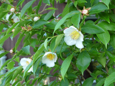 2023-06-16 Stewartia gemmata 1.jpg